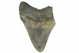 Partial Megalodon Tooth - Sharply Serrated #172176-1